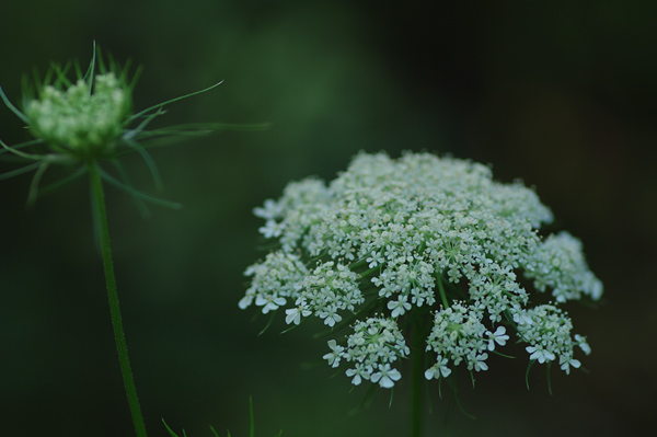 セリ科のお花_e0081973_7462286.jpg