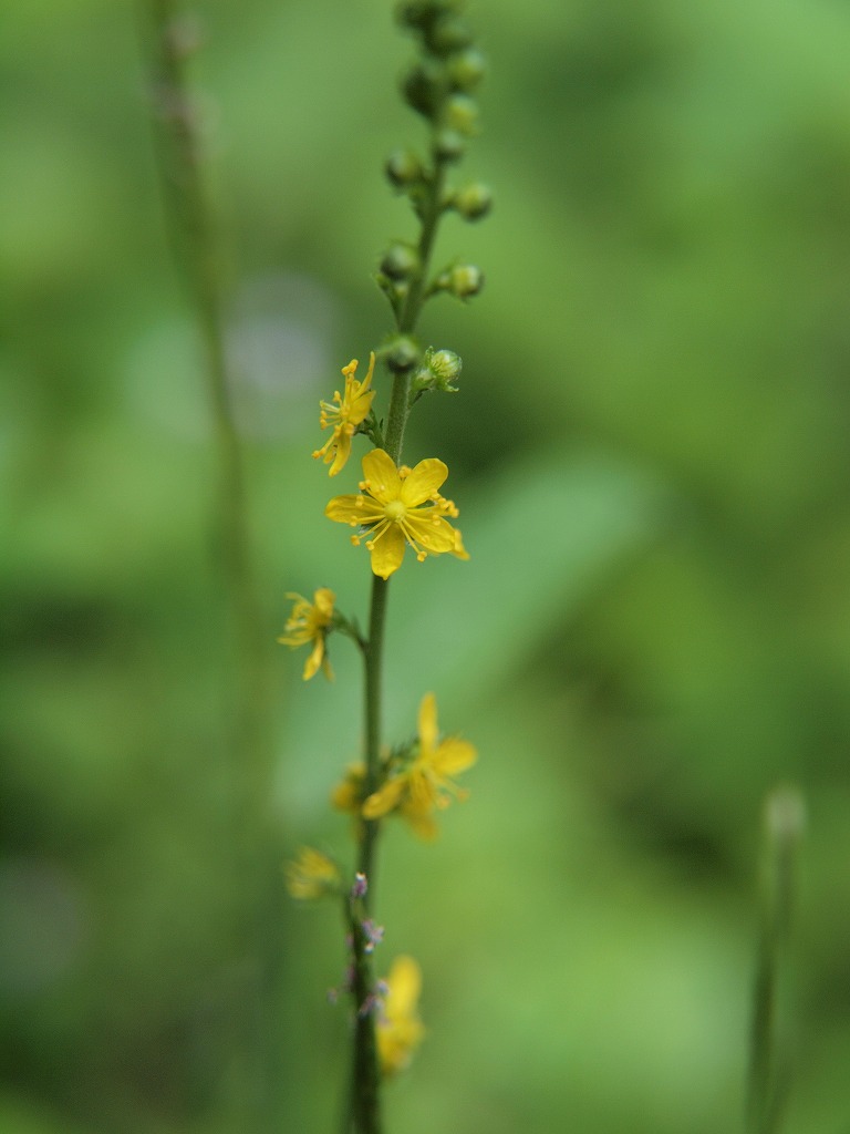 『達目洞花散歩（その2）』_d0054276_20261045.jpg