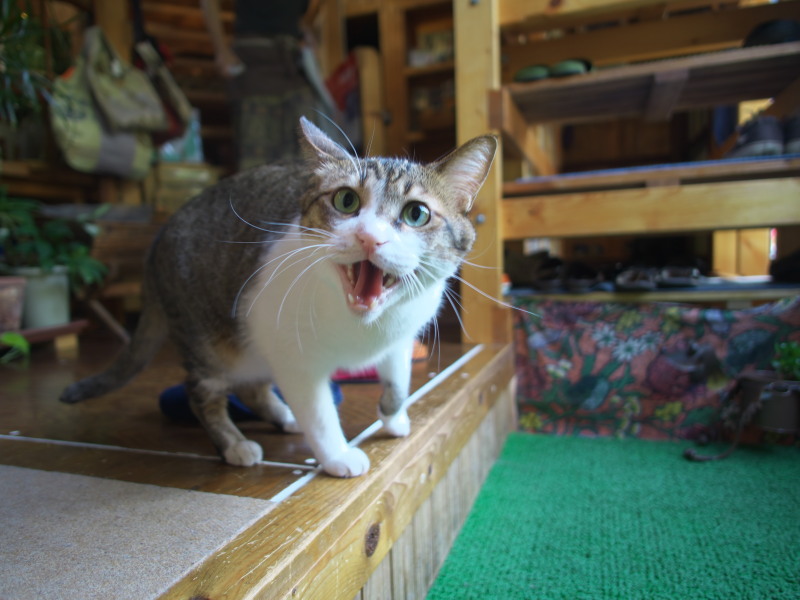 猫のいるカフェ_c0109780_17414639.jpg
