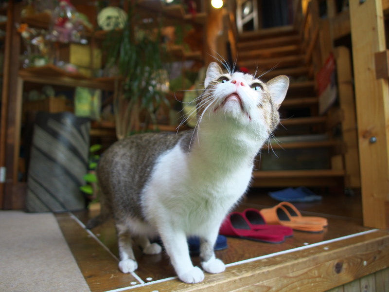 猫のいるカフェ_c0109780_1742190.jpg