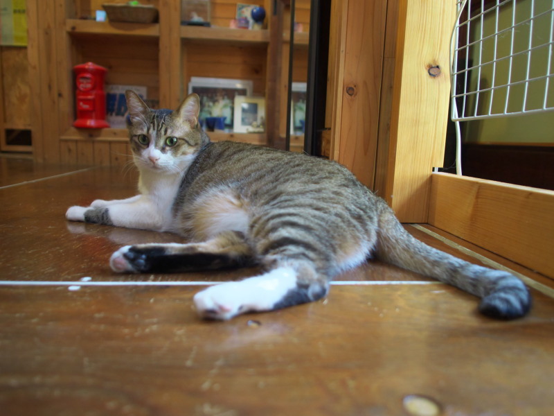 猫のいるカフェ_c0109780_1742938.jpg