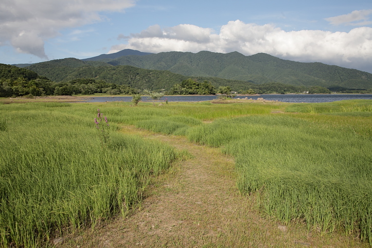 裏磐梯・桧原湖のミソハギ　その２_e0165983_10245928.jpg