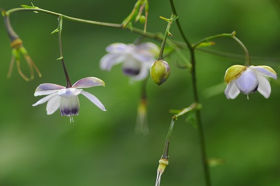 奥多摩御岳山 「晩夏の花逍遥をどうそ」  (ё_ё)ｷｬﾊ_b0255992_10133741.jpg