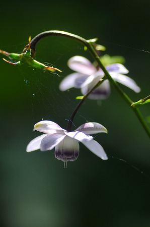 奥多摩御岳山 「晩夏の花逍遥をどうそ」  (ё_ё)ｷｬﾊ_b0255992_10521570.jpg