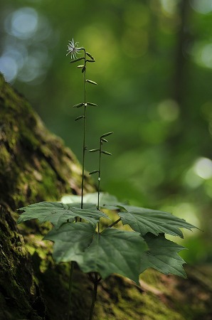 奥多摩御岳山 「晩夏の花逍遥をどうそ」  (ё_ё)ｷｬﾊ_b0255992_1126663.jpg