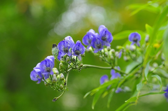 奥多摩御岳山 「晩夏の花逍遥をどうそ」  (ё_ё)ｷｬﾊ_b0255992_13139100.jpg