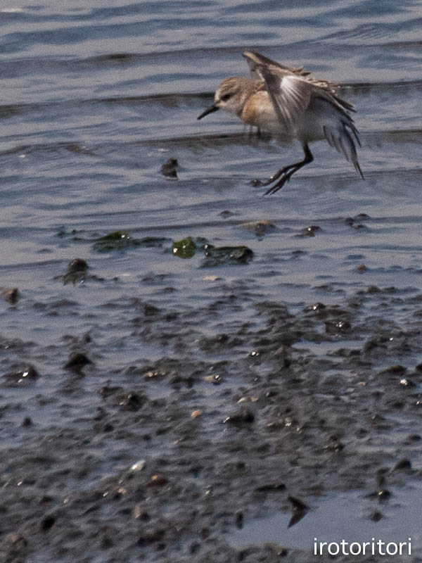 やっと　撮れた～！！　　（トウネン）　　2012/09/13_d0146592_0583644.jpg