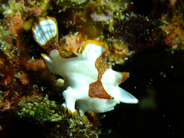 生き物たくさん見た雲見【2012年9月14日】_f0053895_192810.jpg