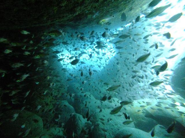 生き物たくさん見た雲見【2012年9月14日】_f0053895_20545182.jpg