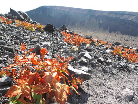 草紅葉の浅間山_e0120896_631690.jpg