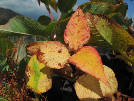 草紅葉の浅間山_e0120896_6344496.jpg