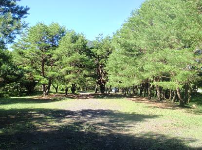 夏休みの宿題 ツクツクボーシ_e0077899_913763.jpg