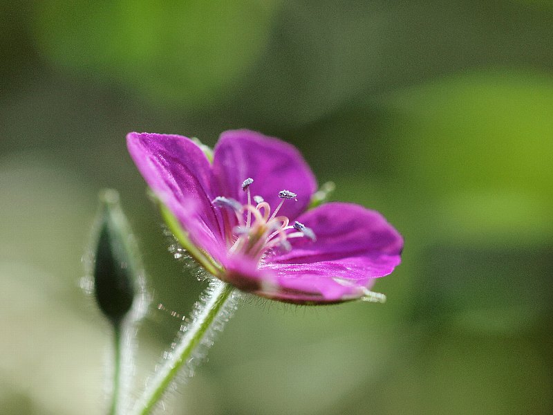 昭和記念公園　初秋の花いろいろ_b0231705_21273865.jpg