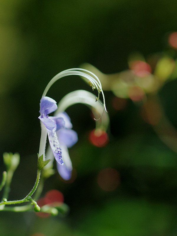 昭和記念公園　初秋の花いろいろ_b0231705_21284640.jpg