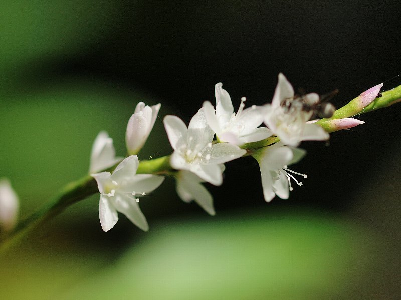 昭和記念公園　初秋の花いろいろ_b0231705_21294568.jpg