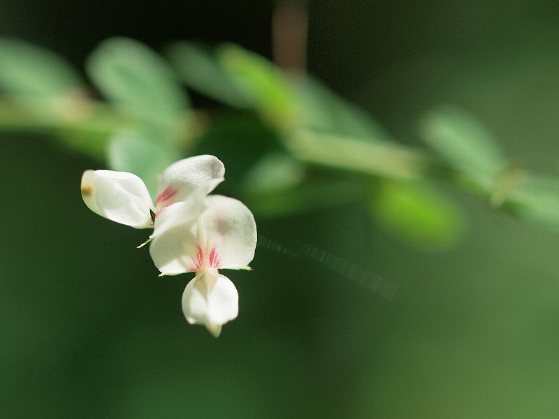 昭和記念公園　初秋の花いろいろ_b0231705_2131226.jpg