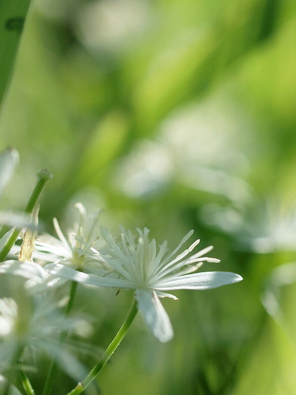 昭和記念公園　初秋の花いろいろ_b0231705_2133191.jpg