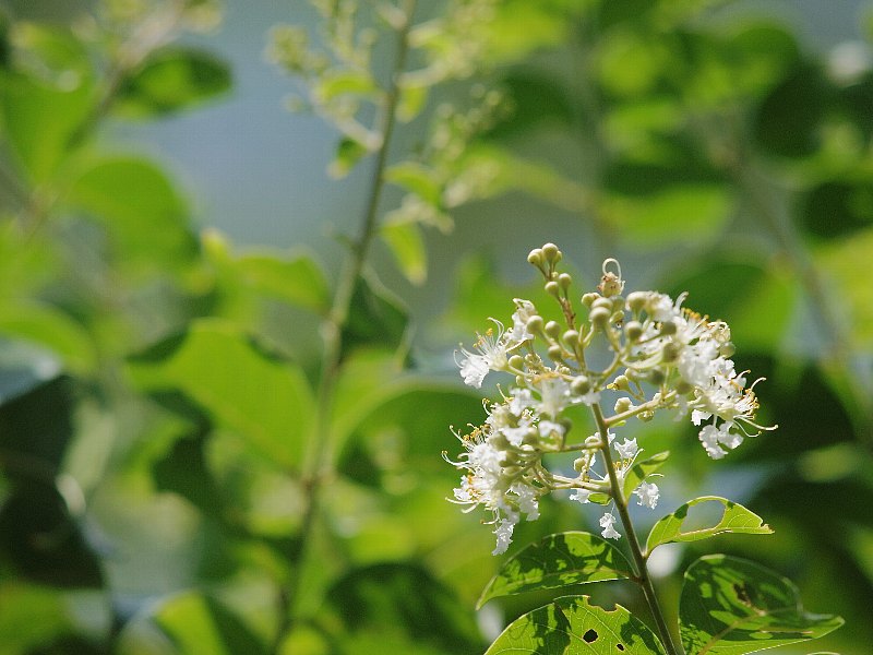 昭和記念公園　初秋の花いろいろ_b0231705_21333787.jpg