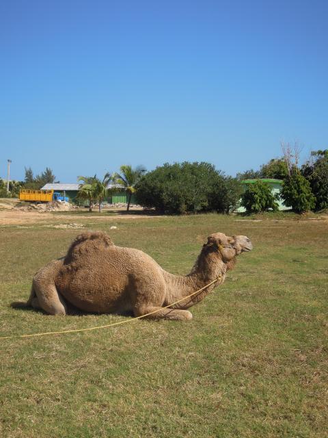 VARADERO ３日目の夜_b0153213_8325728.jpg