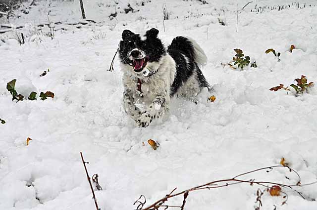 雪の日　【２】_a0094015_18571956.jpg