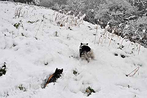 雪の日　【１】_a0094015_727013.jpg