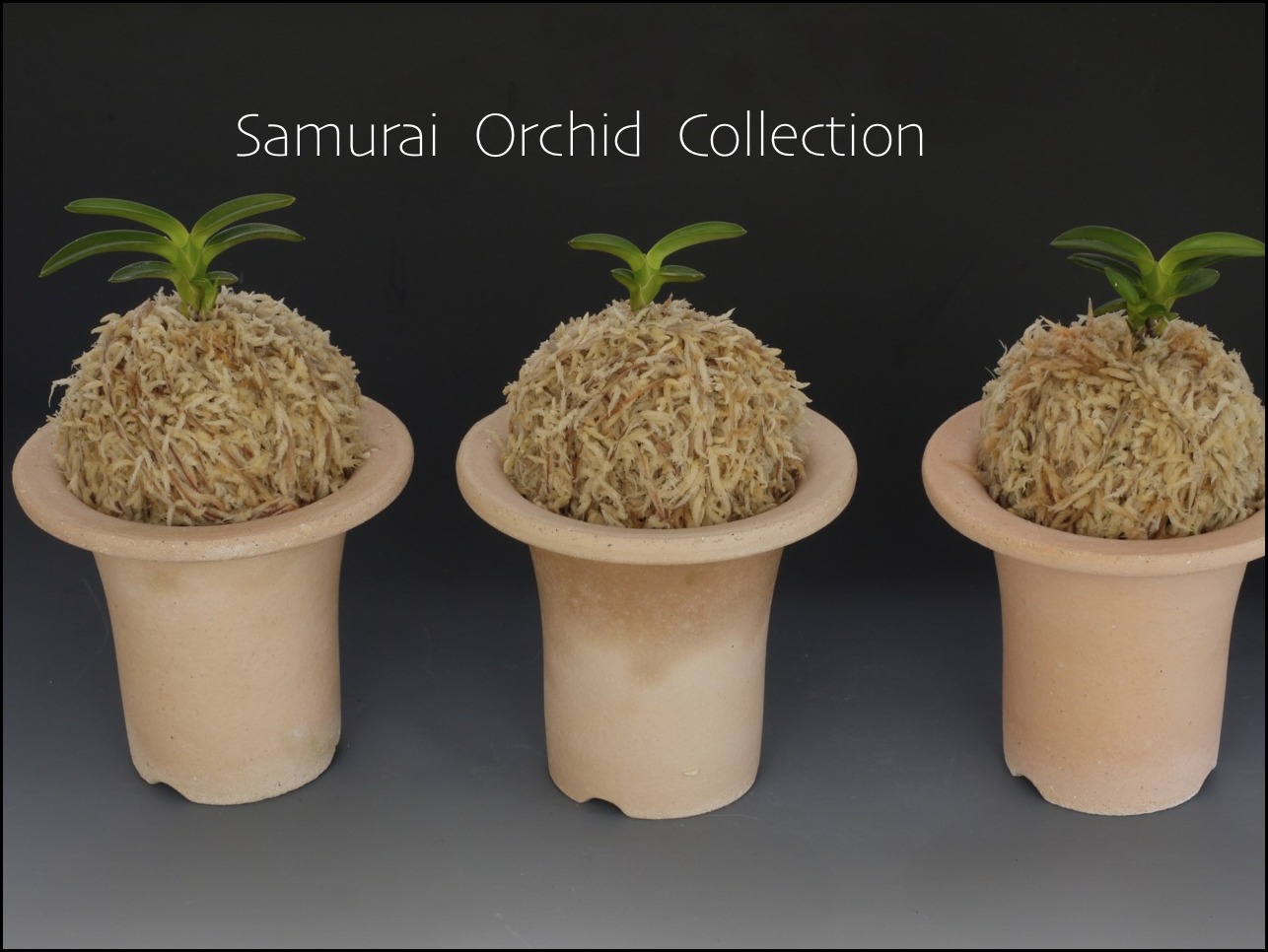 ◇ 雫 SIZUKU ◇ : □ サムライ オーキッド □ 富貴蘭 セレクト