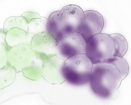 葡萄 夢 玉手箱