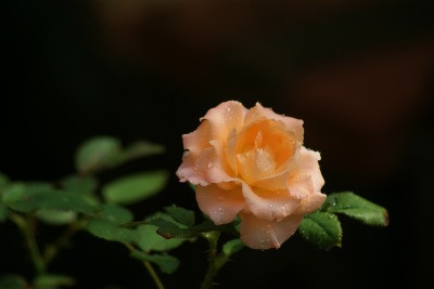 f0170524_14303560.jpg
