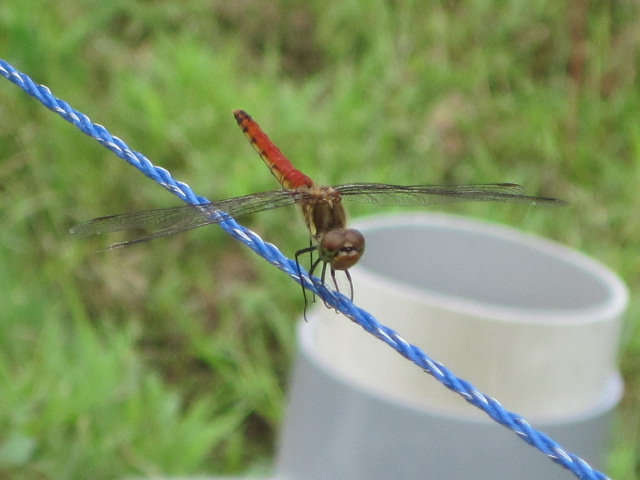 b0167733_14441172.jpg