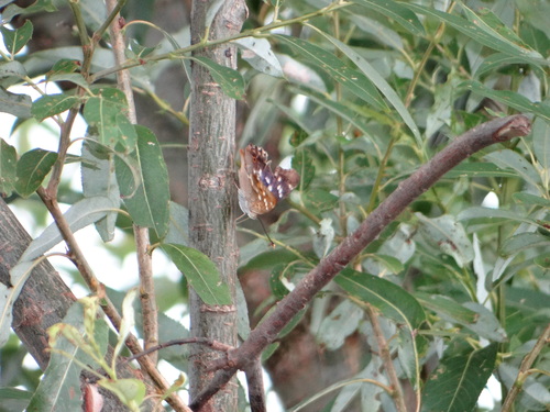 コムラサキ 20120915 矢作川_d0254540_10105393.jpg