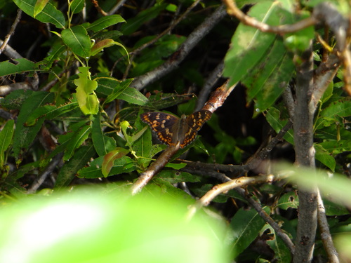 コムラサキ 20120915 矢作川_d0254540_10125611.jpg