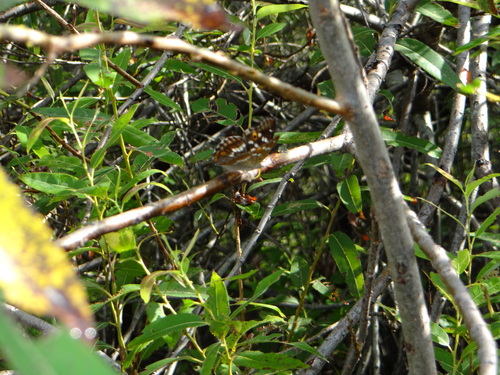 コムラサキ 20120915 矢作川_d0254540_1015349.jpg