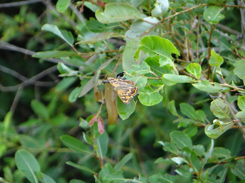 コムラサキ 20120915 矢作川_d0254540_1019418.jpg