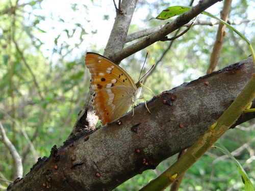 コムラサキ 20120915 矢作川_d0254540_1021789.jpg