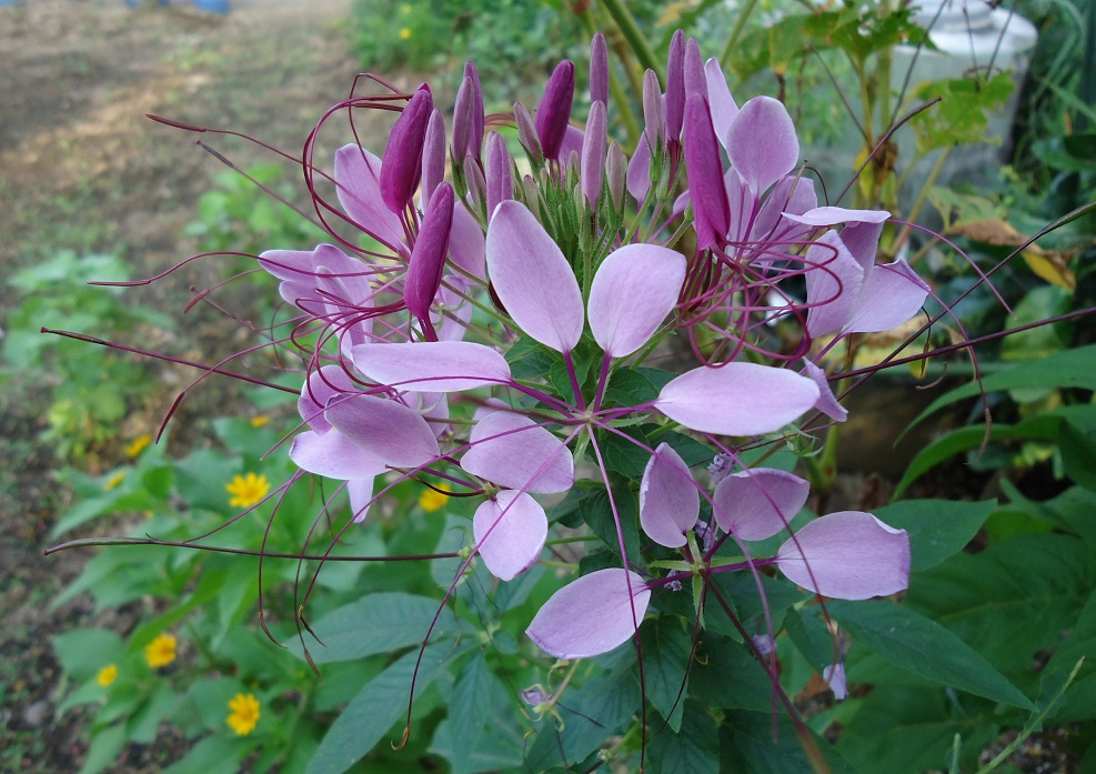クレオメ ぶうたらママは花が好き クレオメ ぶうたらママは花が好き