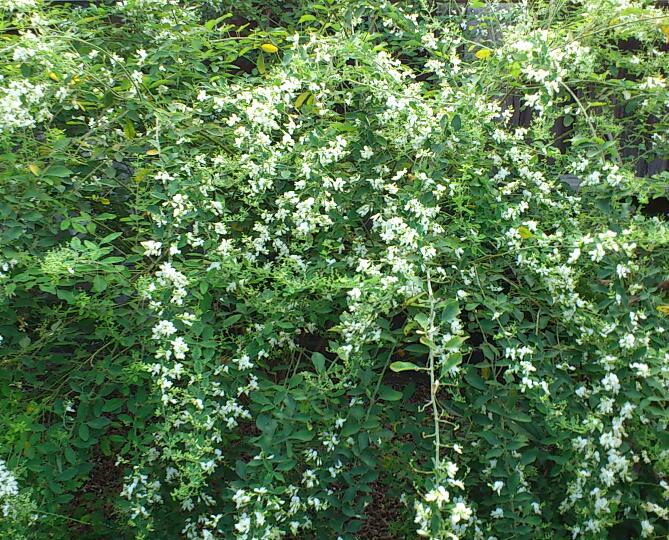 e0291042_1622022.jpg
