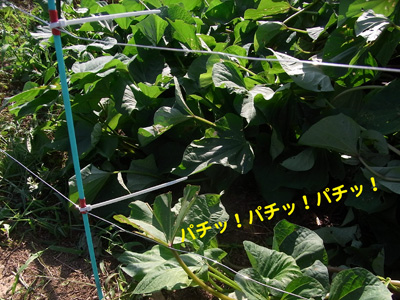 c0063348_21175672.jpg