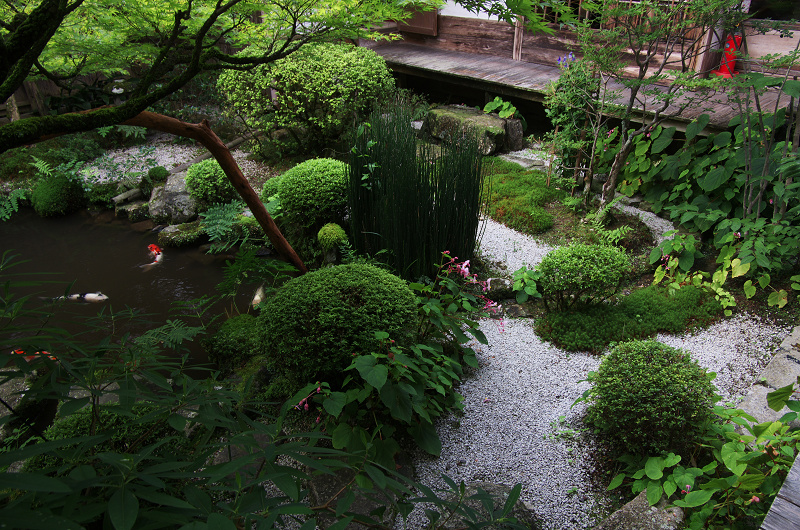 桔梗と秋海棠咲く宝泉院_f0155048_21534727.jpg