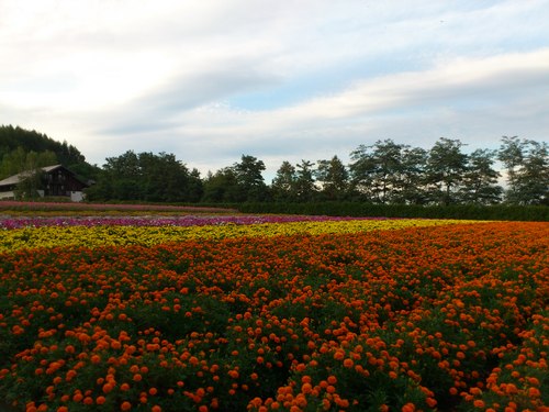 ファーム富田の花畑_b0106766_16152312.jpg