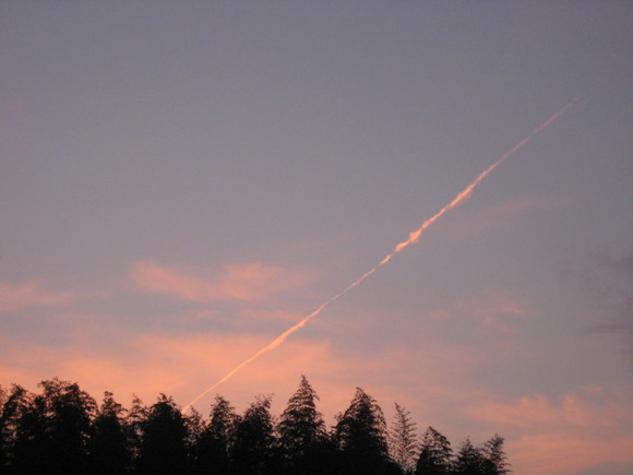 朝のPink***_e0290872_552598.jpg