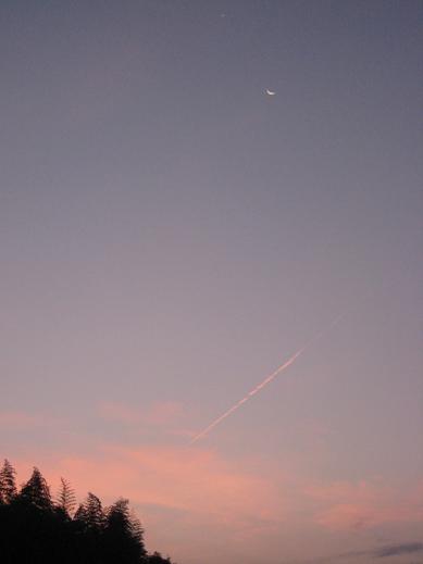 朝のPink***_e0290872_654685.jpg