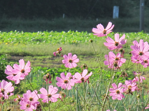 風に揺らぐ花・コスモス（１３）_c0075701_21465660.jpg