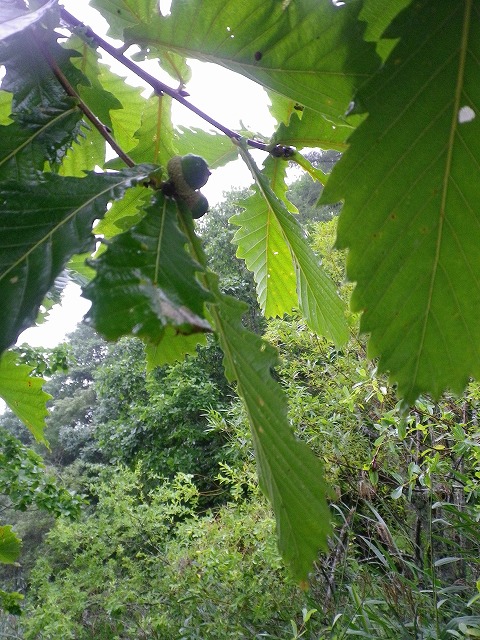b0138522_15414857.jpg