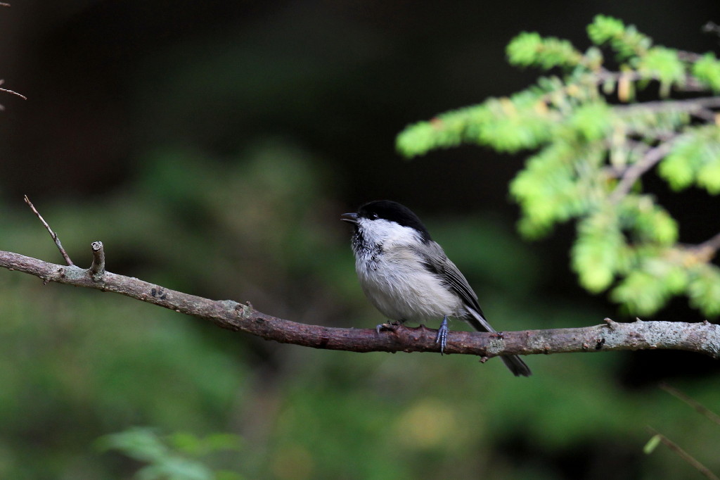 食欲の秋と鳥撮り_b0179023_23453963.jpg