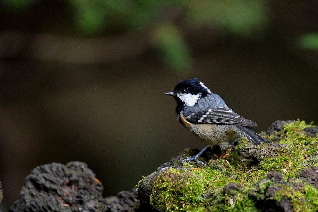 食欲の秋と鳥撮り_b0179023_23462768.jpg