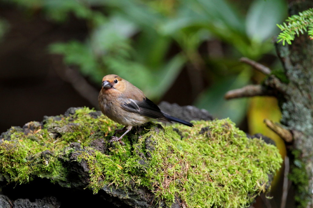 食欲の秋と鳥撮り_b0179023_23475362.jpg