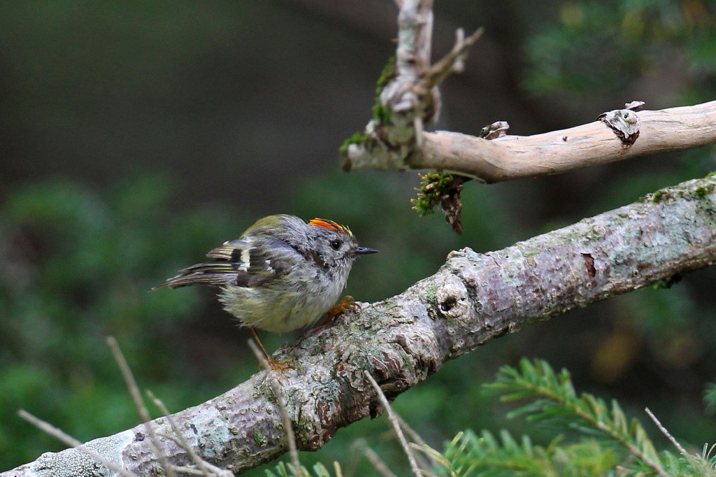 食欲の秋と鳥撮り_b0179023_2347898.jpg