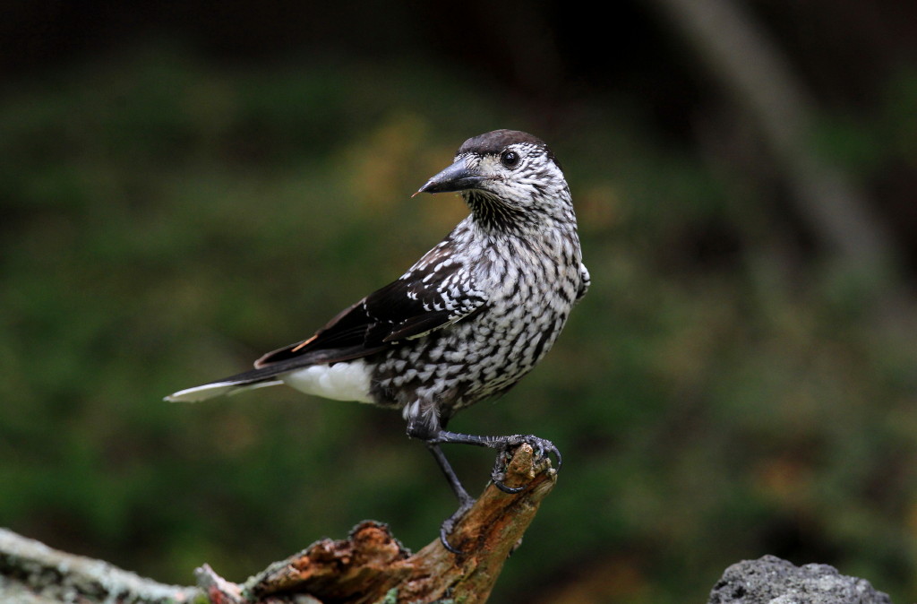 食欲の秋と鳥撮り_b0179023_23482562.jpg