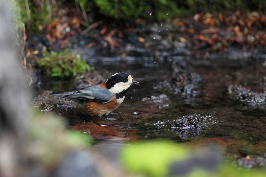 食欲の秋と鳥撮り_b0179023_2349567.jpg