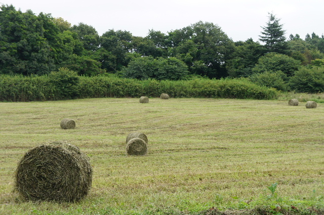c0110930_23133726.jpg